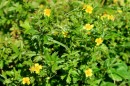 Blutwurz - Potentilla erecta * 1186 x 790 * (386KB)